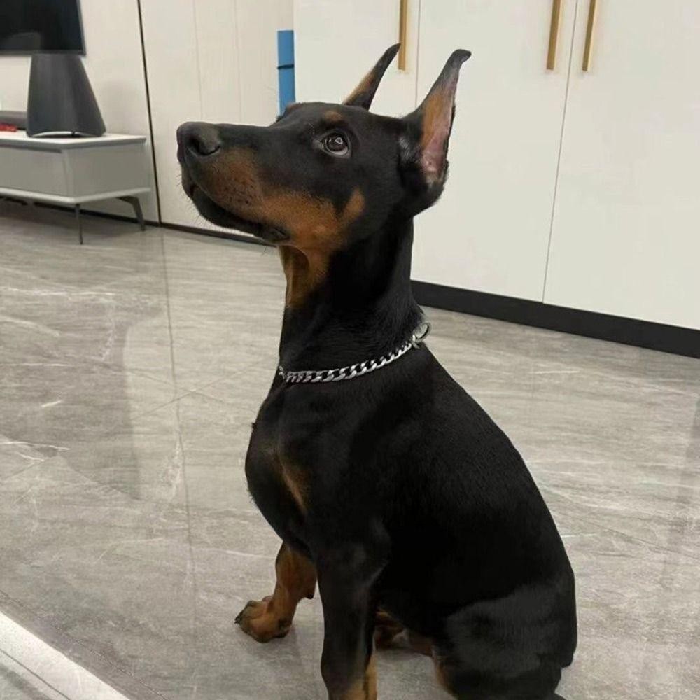 อันดา สร้อยคอสัตว์เลี้ยง,ปลอกคอโซ่แมวสุนัขสร้อยคอทองโซ่ปลอกคอสุนัข,แบบพกพาปรับอุปกรณ์เครื่องประดับสัตว์เลี้ยงแมวสุนัข - รูปที่ 3