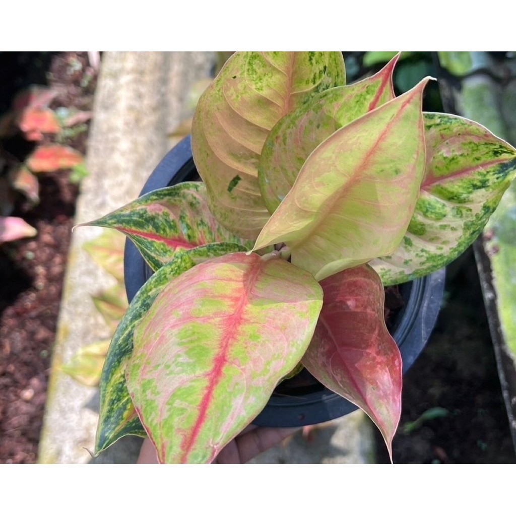 มุมมอง 2