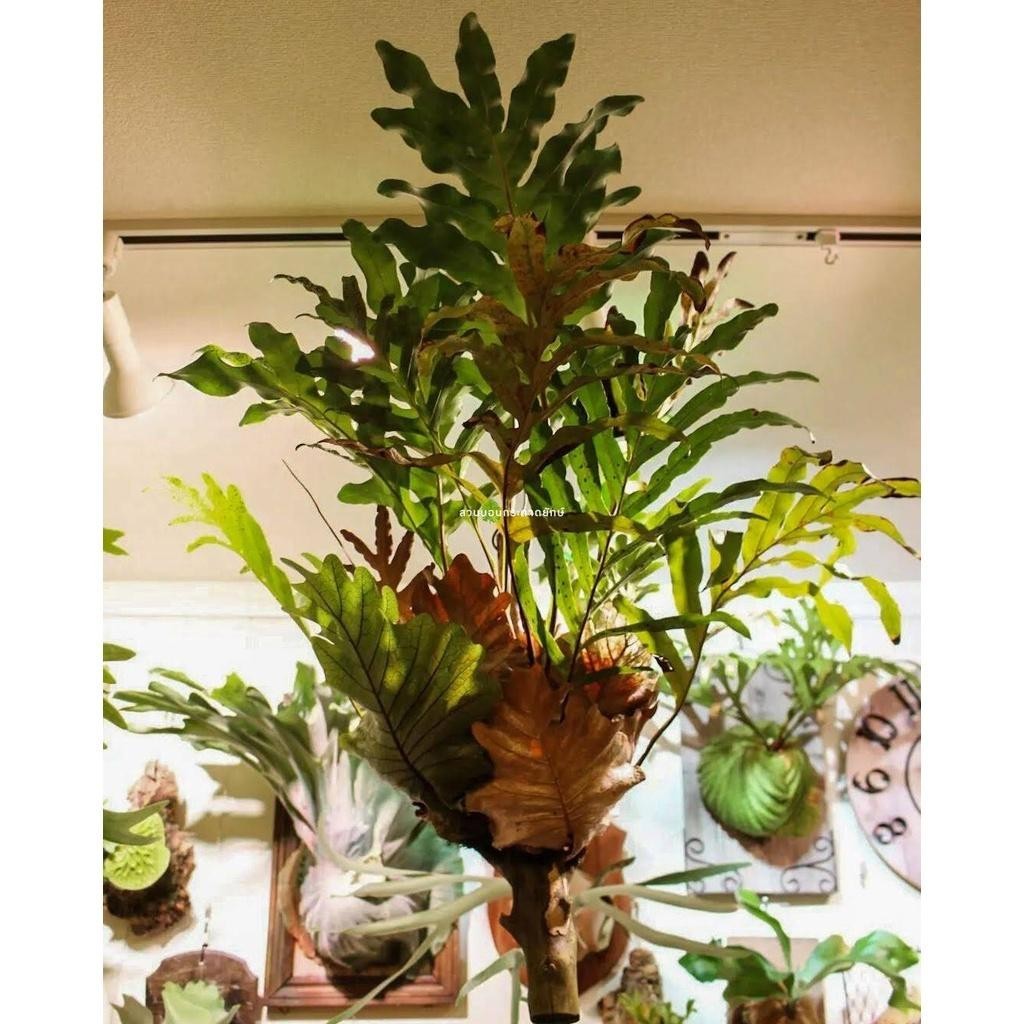 เฟิน, เฟิร์นกระแต, ต้นเฟิร์น, หัวว่าว - รูปที่ 3
