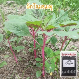 [10แถม1คละได้] ผักโขมชมพู เมล็ดพันธุ์ (Pink Amaranth)​ ปลูกง่าย โตเร็ว 200-500 เมล็ด มีคู่มือการปลูก