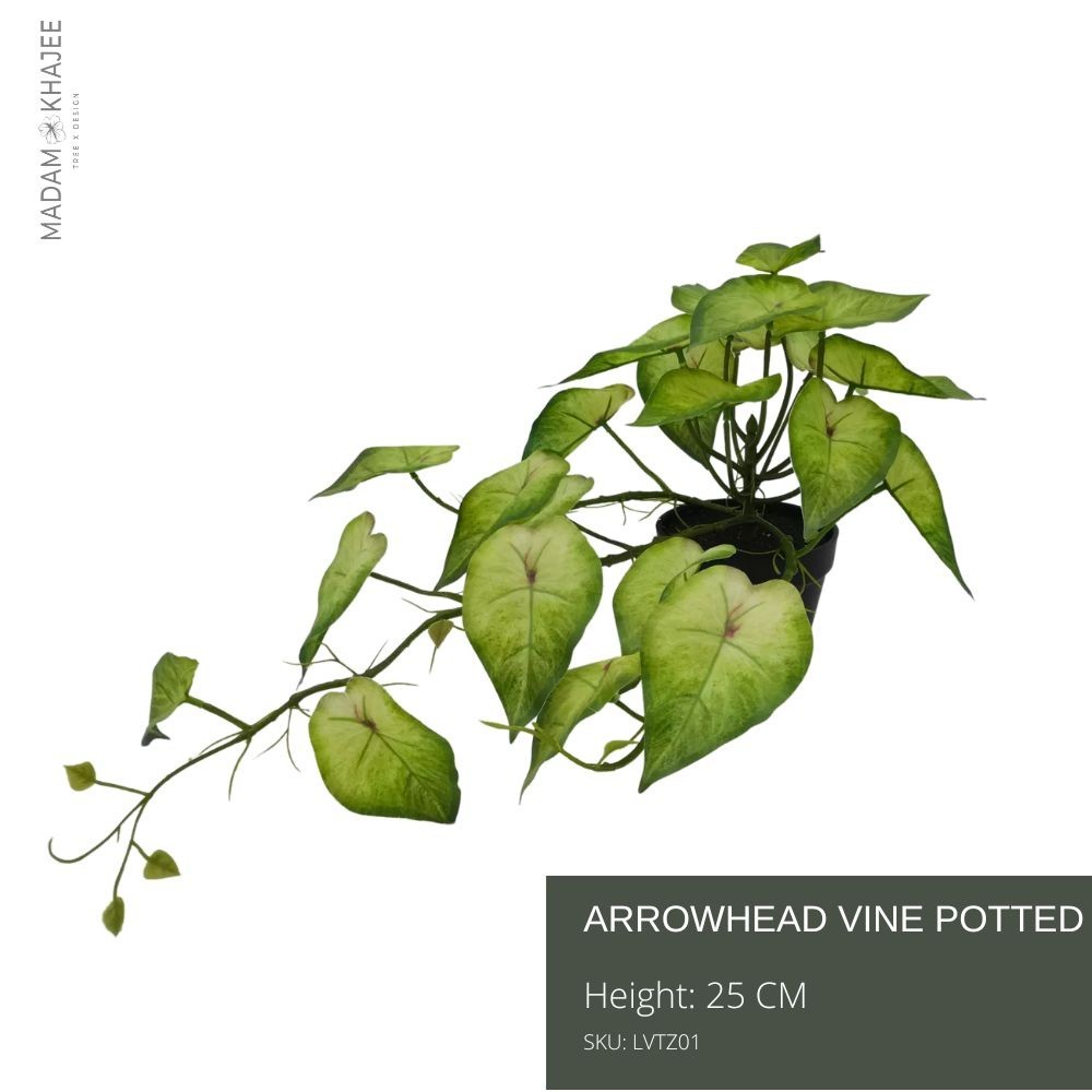 Arrowhead vine potted ต้นเงินไหลมาพร้อมกระถาง ความสูง 25 ซม. ต้นเงินไหลมา ไม้มงคล เสริมความมั่งมี