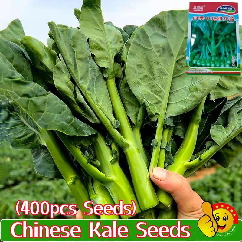 ปลูกง่าย ปลูกได้ทั่วไทย (400เมล็ด/ซอง) เมล็ดพันธุ์คะน้า Chinese Kale Seeds Easy To Grow Organic Vegetable Seeds เมล็ด