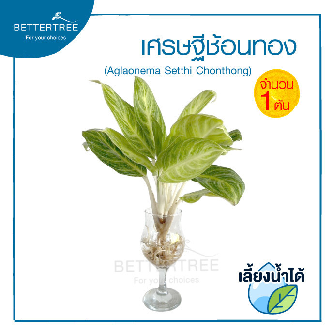 เศรษฐีช้อนทอง (จำนวน 1 ต้น) เลี้ยงน้ำได้ ไม้มงคล ไม้ฟอกอากาศ ต้นไม้