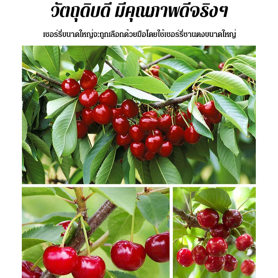 【รักษาโรคข้ออักเสบและโรคเกาต์】เชอร์รีอบคุณภาพสูง/ของว ่ างเชอร ์ รี ่ แห ้ งคุณภาพสูง/อบเชอร์รี่เชอร์รี่เย็นสด และผลไม้ เชอรี่อบแห้ง เชอร์รี่อบแห้ง เชอรี่แห้ง thumbnail 5