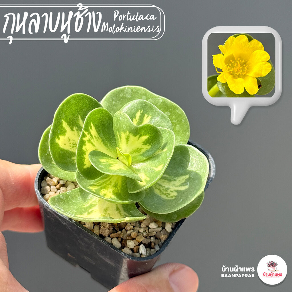 กุหลาบหูช้าง Portulaca Molokiniensis ไม้อวบน้ำ กุหลาบหิน แคคตัส กระบองเพชร cactus&succulent