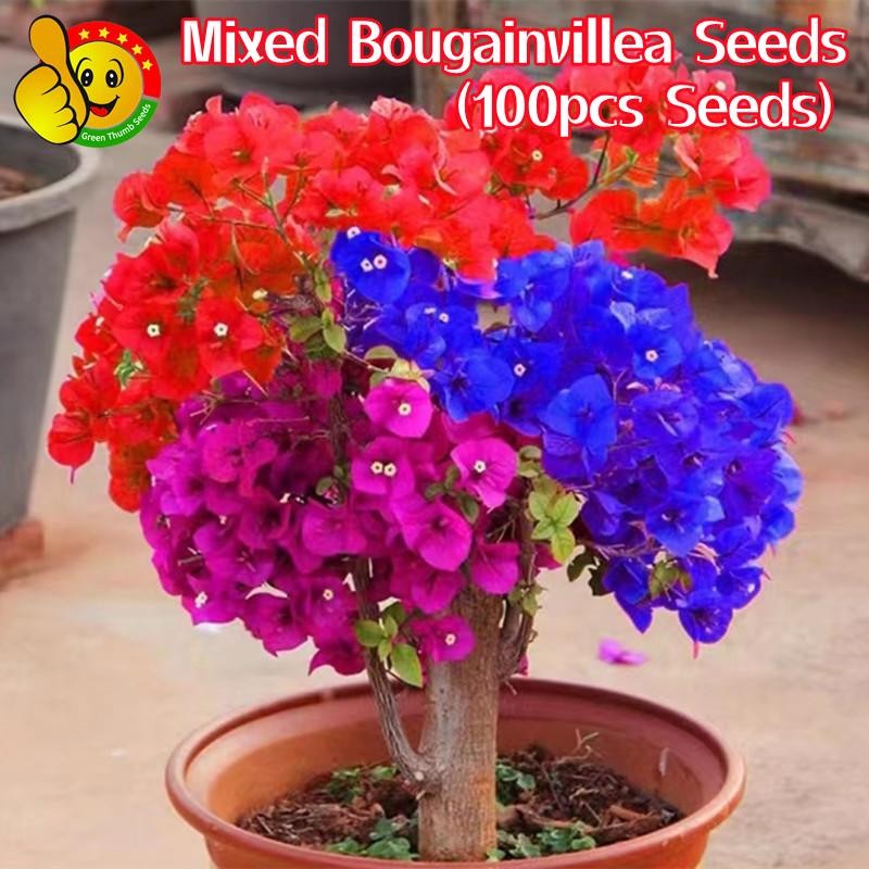 เมล็ดดอกไม้ เฟื่องฟ้าแคระ เมล็ดบอนสี 100pcs Mixed Colors Bonsai Bougainvillea Seeds Flower Seeds for Planting Plants