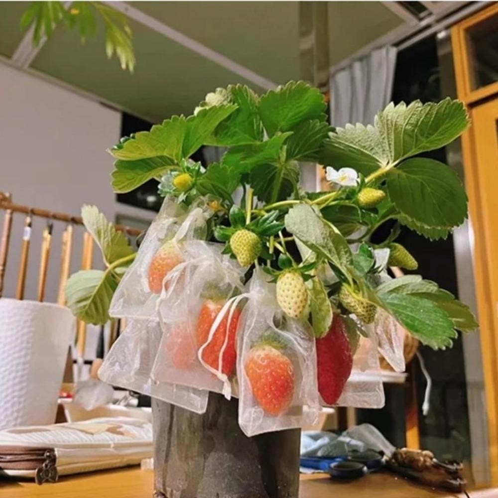 โซนาร์ 100ชิ้นองุ่นผลไม้เติบโตถุง,ผักเจอร์นิกสีขาวถุงป้องกันพืช,ทนทานระบายอากาศตาข่ายพืชเติบโตกระเป๋าสวนเครื่องมือ - รูปที่ 3