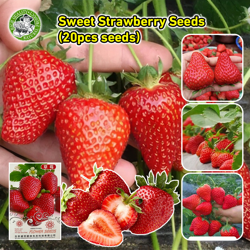 ปลูกง่าย (1500เมล็ด/ซอง) ปลูกได้ทั่วไทย เมล็ดพันธุ์ สตรอว์เบอร์รี่ Strawberry Fruit Seeds Plant Seeds ไจแอนท์