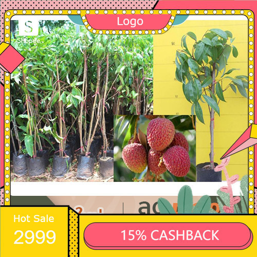 ลิ้นจี่ นพ.1 ลิ้นจี่นครพนมแท้ % สูง 1ม. ลิ้นจี่ปลูกได้ทุกภาคของไทย ลิ้นจี่ นพ.1