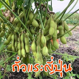 [10แถม1คละได้] เมล็ดพันธุ์ สวนครัวขายดี ผักพื้นบ้าน ตัวเลือก 4-600 เมล็ด มีคู่มือการปลูก