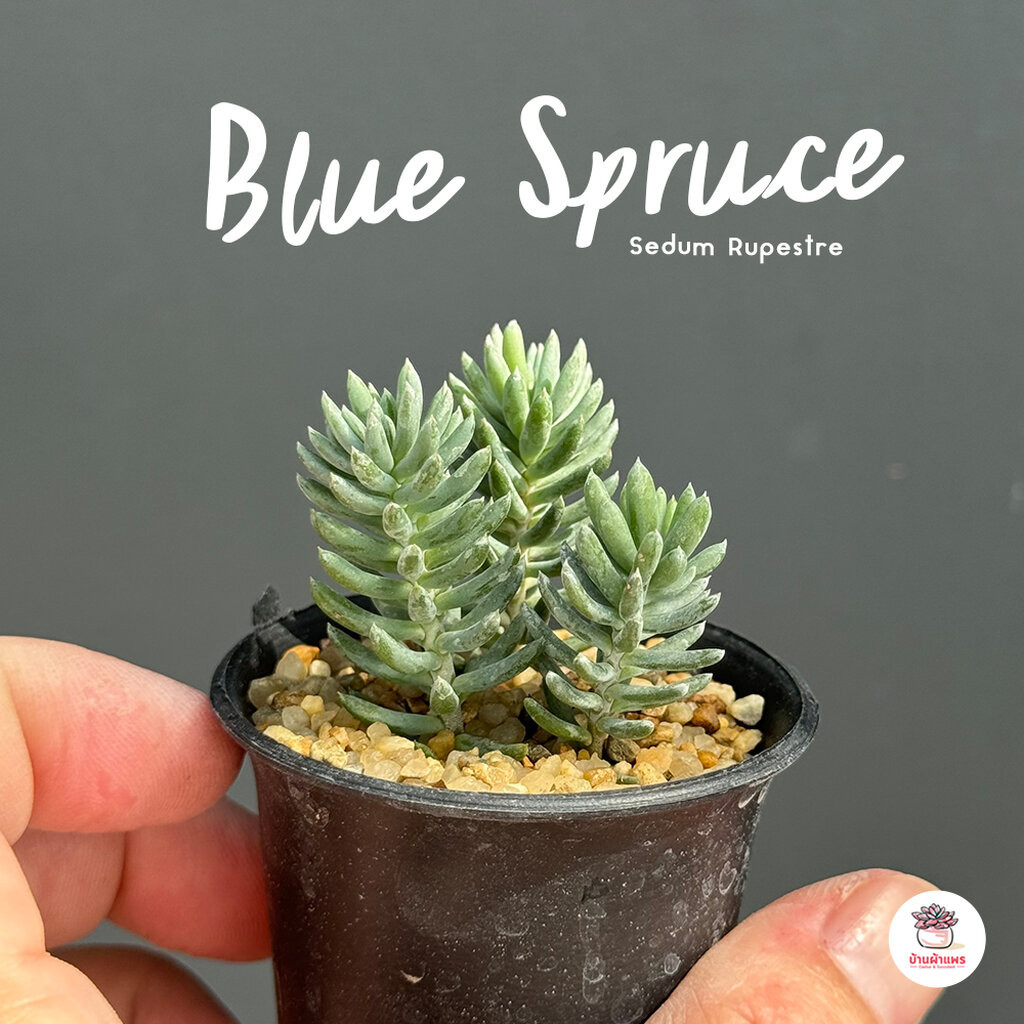 Sedum Rupestre 'Blue Spruce' ไม้อวบน้ำ กุหลาบหิน Cactus&amp;Succulent หลากหลายสายพันธุ์