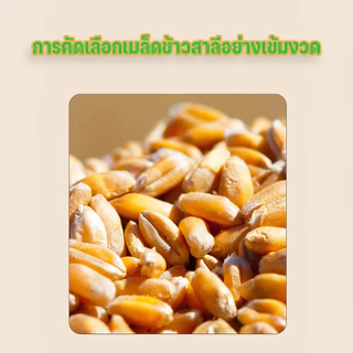 ชุดปลูกข้าวสาลีแมว หญ้าแมว เมล็ดพืช 5 แพ็ค นํากลับมาใช้ใหม่ได้ ไฮโดรโปนิกส์ หญ้าแมวออแกนิก