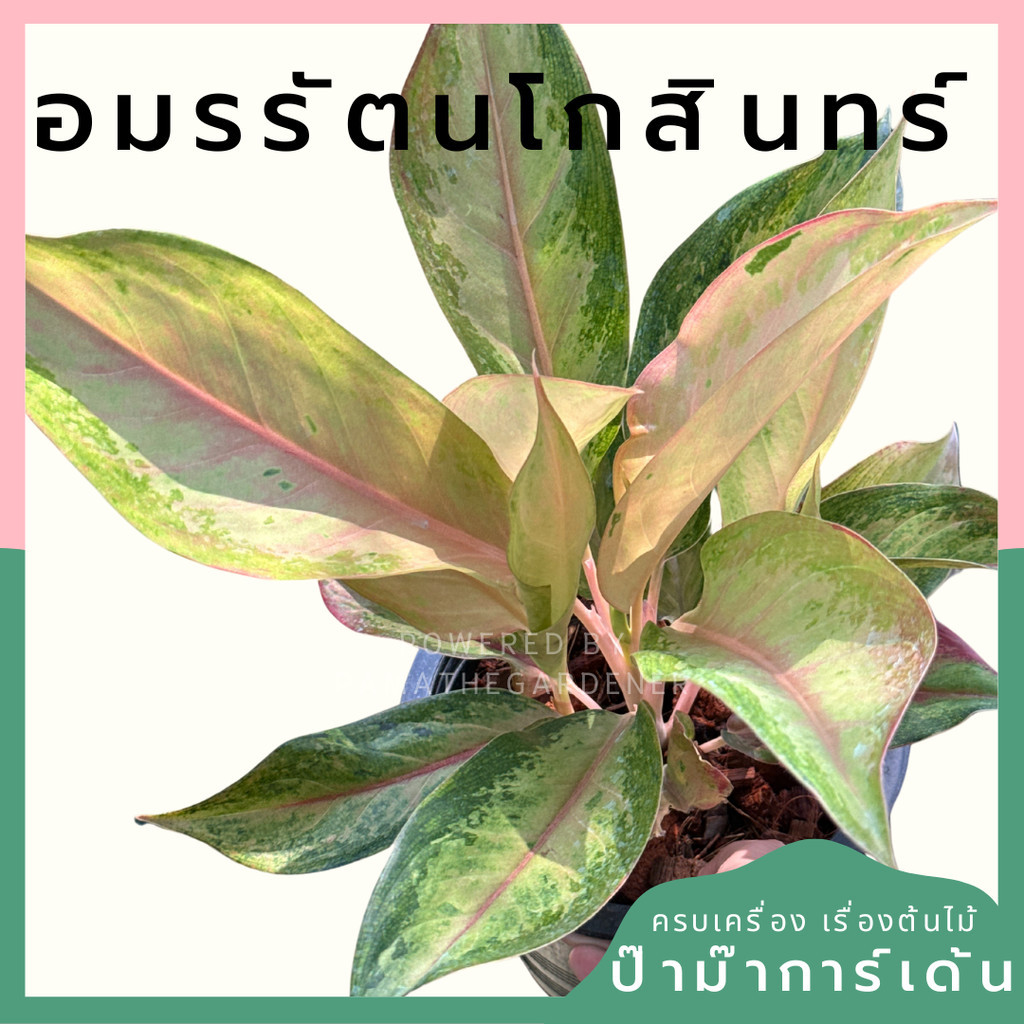 มุมมอง 7