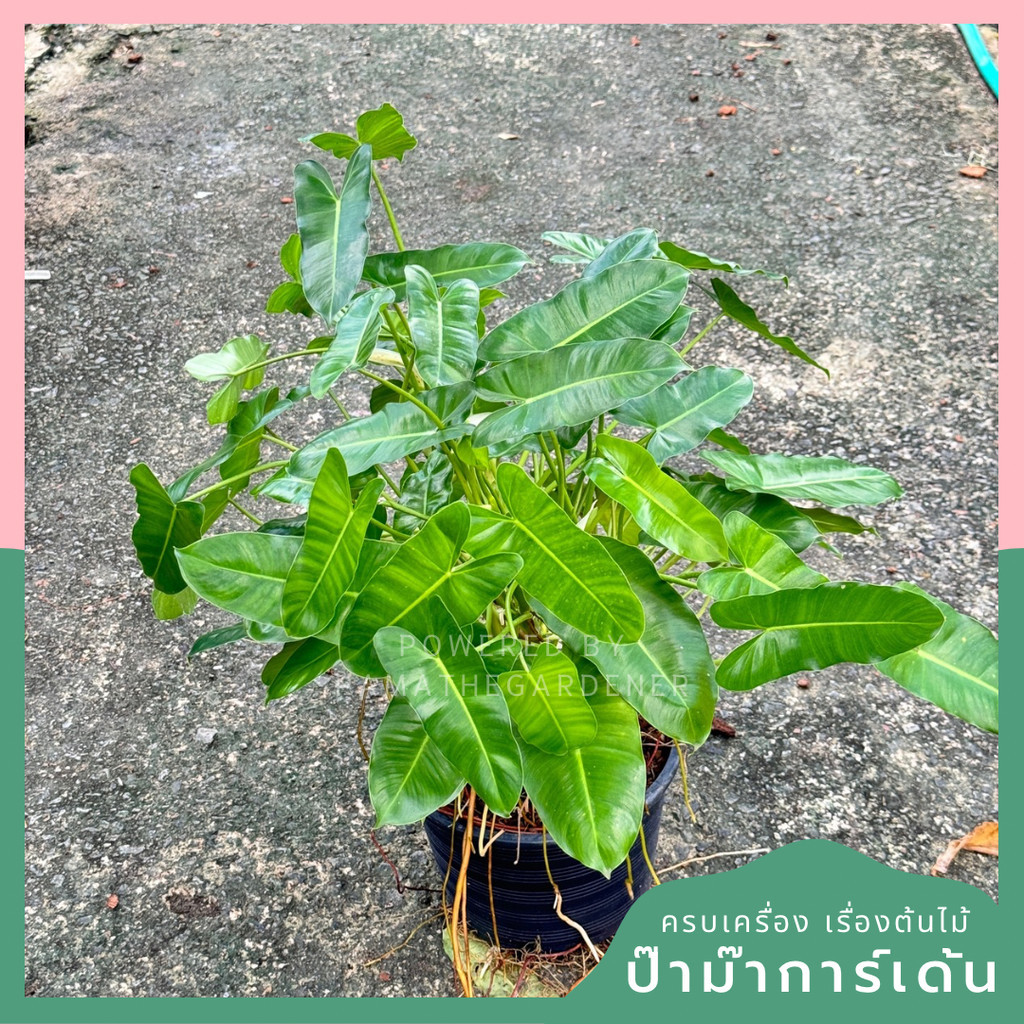 ฟิโลเดรนดอน มรกตเขียว กระถาง 11 นิ้ว Philodendron Burle-marxii