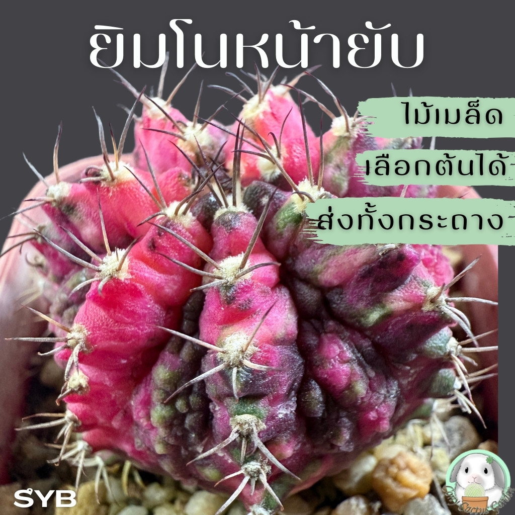 ยิมโนหน้ายับ (เลือกต้นได้) ไม้เมล็ด ลูก Trex/Tluk ( ต้นกระบองเพชร Gymnocalycium )  Set SYB 🌵ต้นแคคตัส❤️
