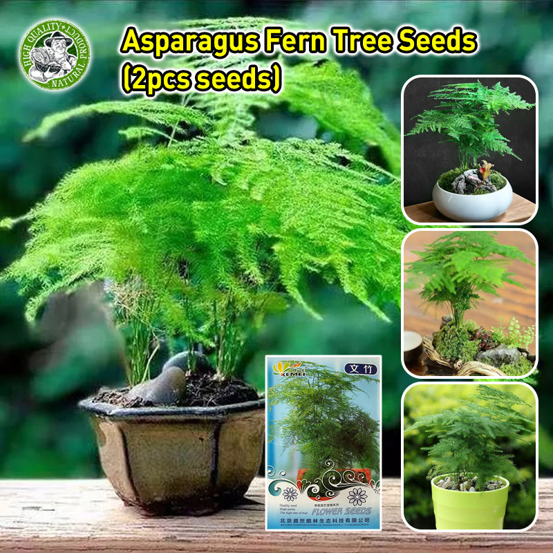 ปลูกง่าย เมล็ดสด 100% เมล็ดพันธุ์ หน่อไม้ฝรั่งเฟิร์นต้น Asparagus Fern Tree Seeds Asparagus Fern Pla