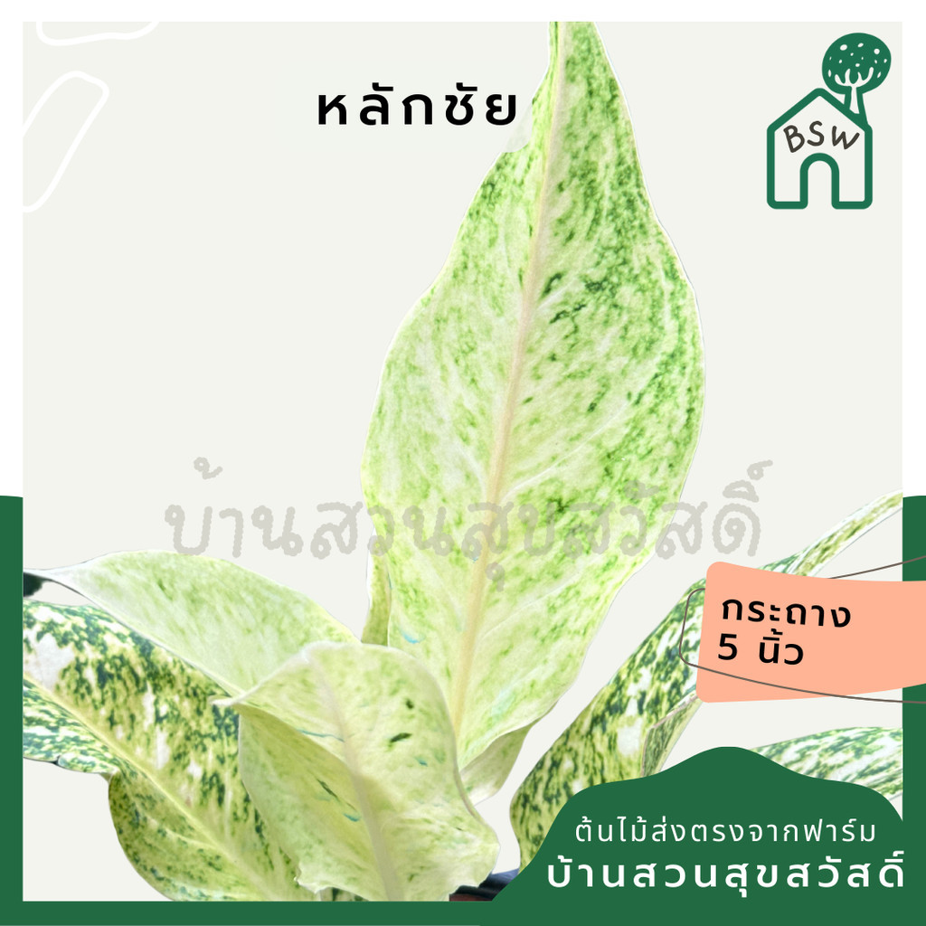 มุมมอง 2