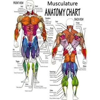B0dy Muscle Anat0my Chart Human Anat0my Body โปสเตอร์ Han Li Art
