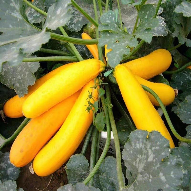 เมล็ดพันธุ์ ซูกินีสีทอง ซูกินี เหลือง บรรจุ 20เมล็ด Yellow Zucchini Seeds Bottle Gourd Seeds Vegetab