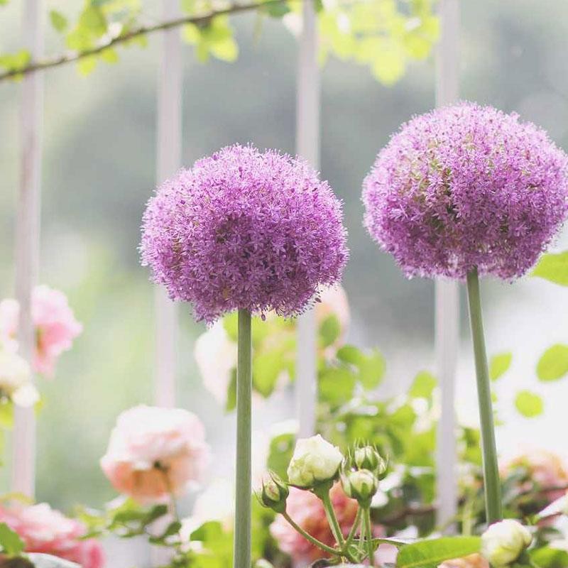 ปลูกง่าย เมล็ดพันธุ์ ดอกอัลเลี่ยม บรรจุ 100เมล็ด Mix Giant Allium Flower Seed ต้นไม้มงคล เมล็ดพันธุ์ดอกไม้ พันธุ์ดอกไม้ - รูปที่ 3