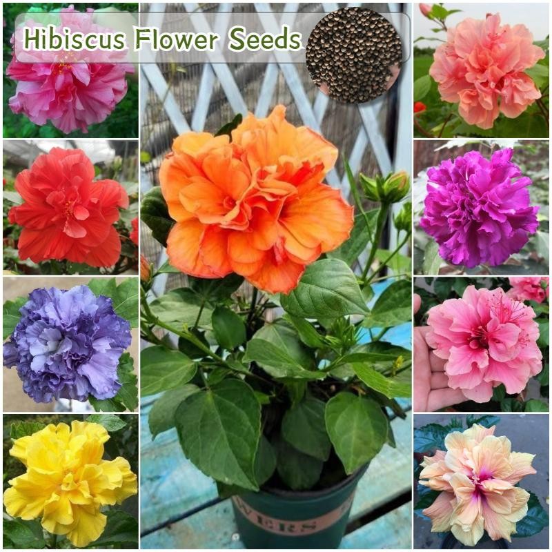 เมล็ดพันธุ์ ดอกชบา บรรจุ 100 เมล็ด คละสี Mixed Hibiscus Flower Seed เมล็ดดอกไม้ บอนสีราคาถูก ชบา เมล็ดบอนสี ต้นไม้มงคล