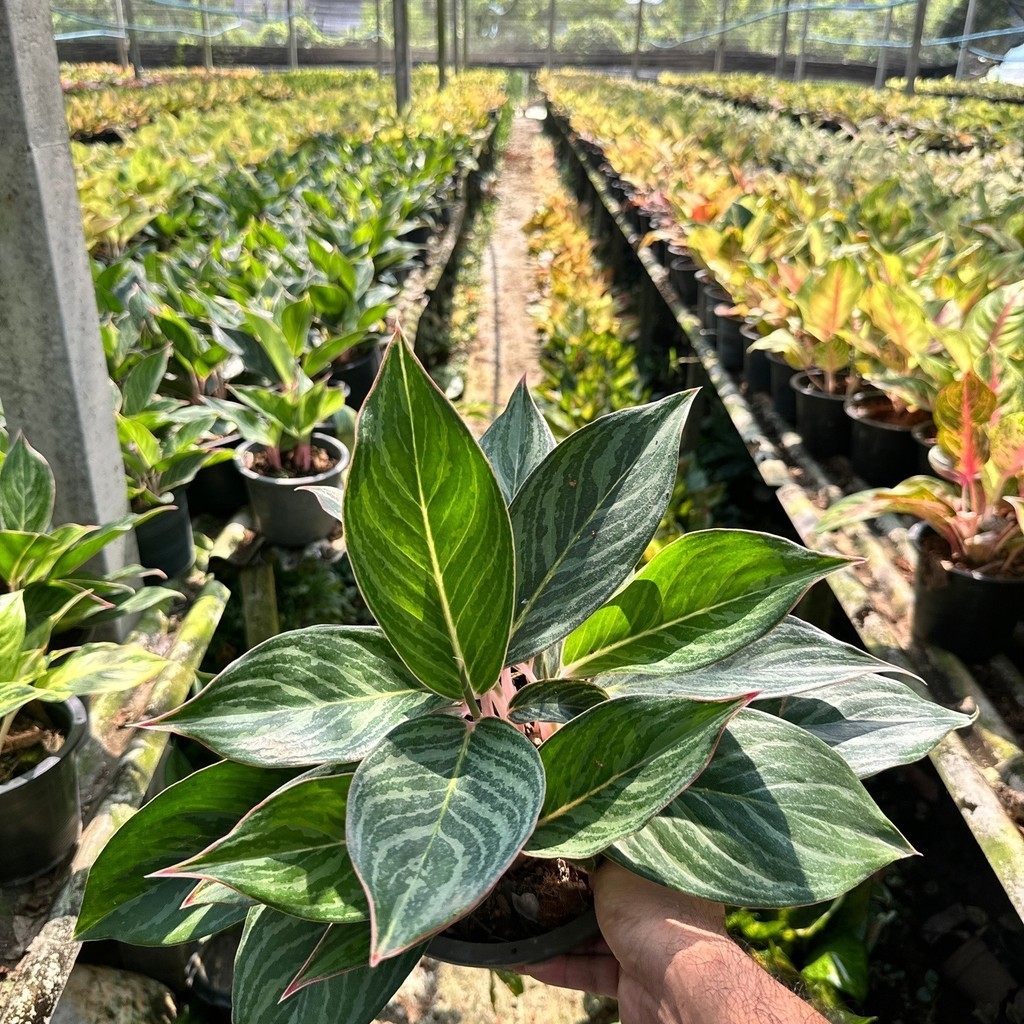 มุมมอง 5