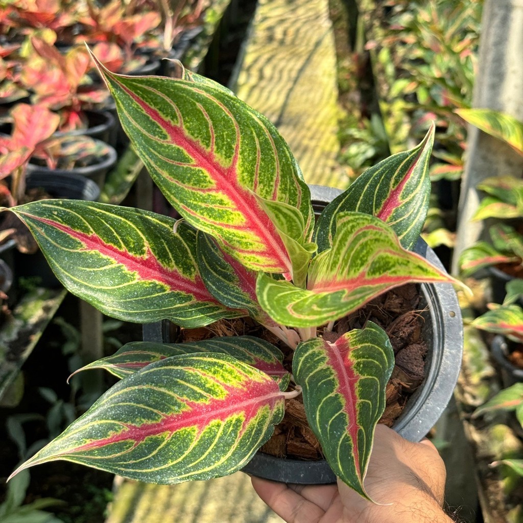 มุมมอง 4