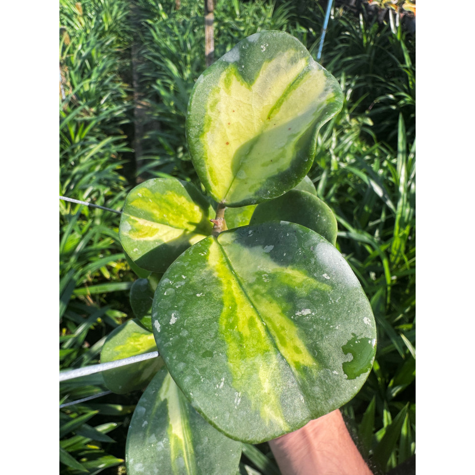 มุมมอง 3