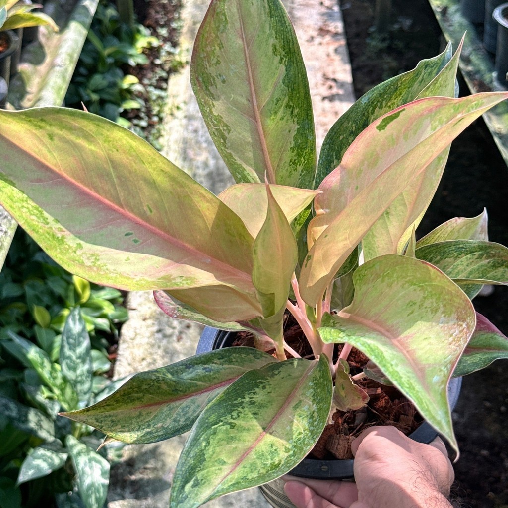 อโกลนีม่า อมรรัตนโกสินทร์  ส่งพร้อมกระถาง  Aglaonema sp. ‘Amon Rattanakosin’