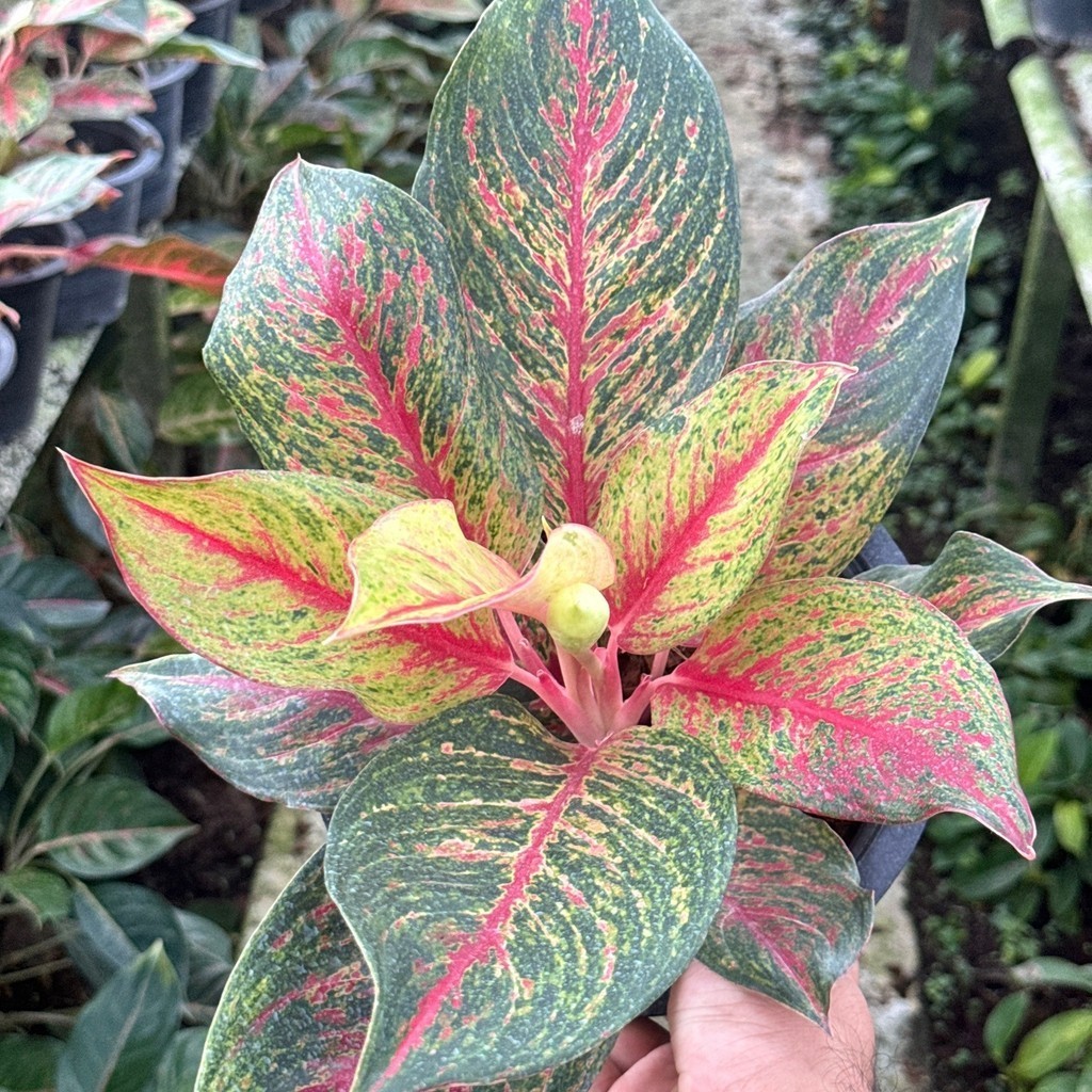 มุมมอง 4