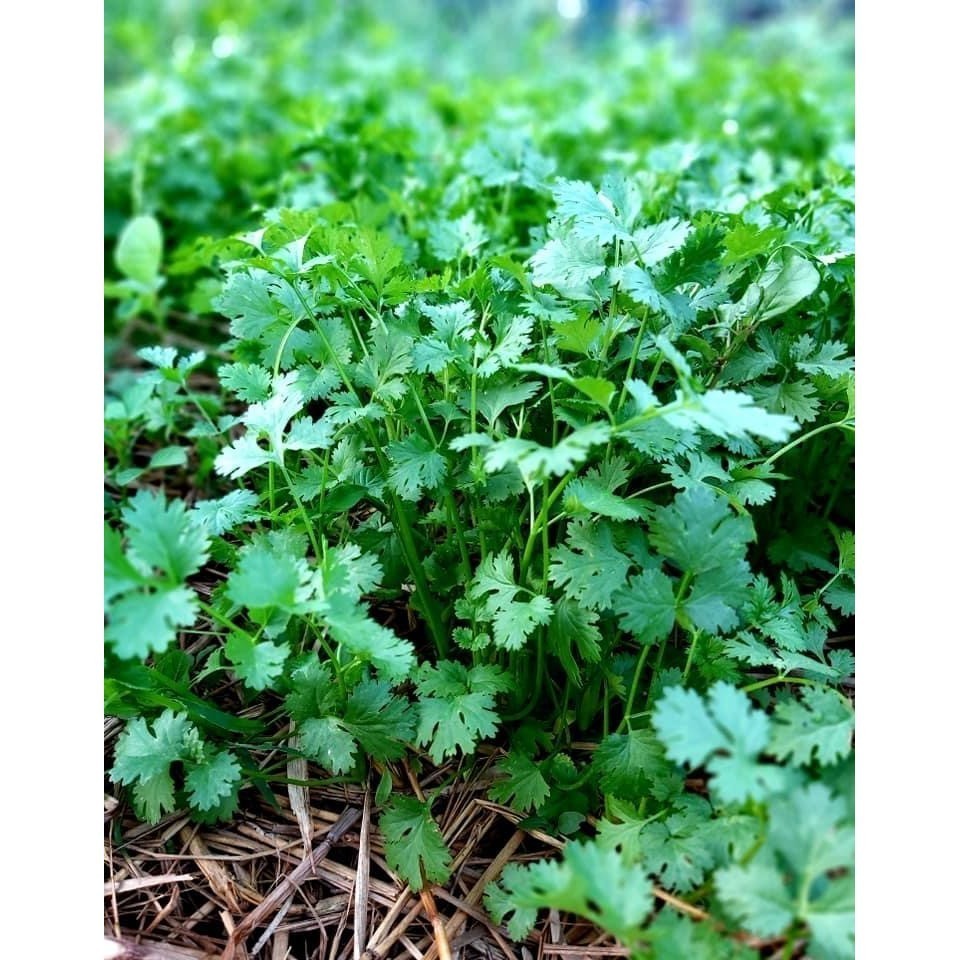 [10แถม1คละได้] เมล็ดพันธุ์ ผักชี ผักชีหอม ผักชีไทย 5-10 กรัม มีคู่มือปลูก - รูปที่ 2