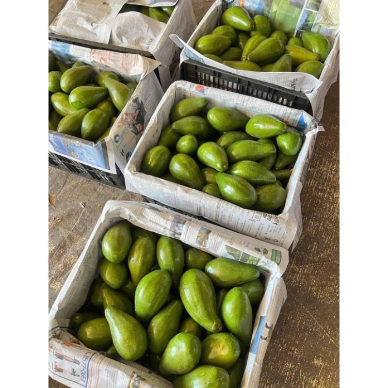 สด ใหม่  จาก ฟาร์ม ทุกวัน  อโวคาโด นำเข้าเวียดนาม ขายเป็นกิโล - รูปที่ 4