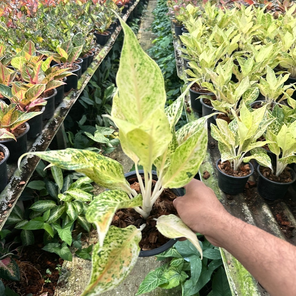 มุมมอง 4