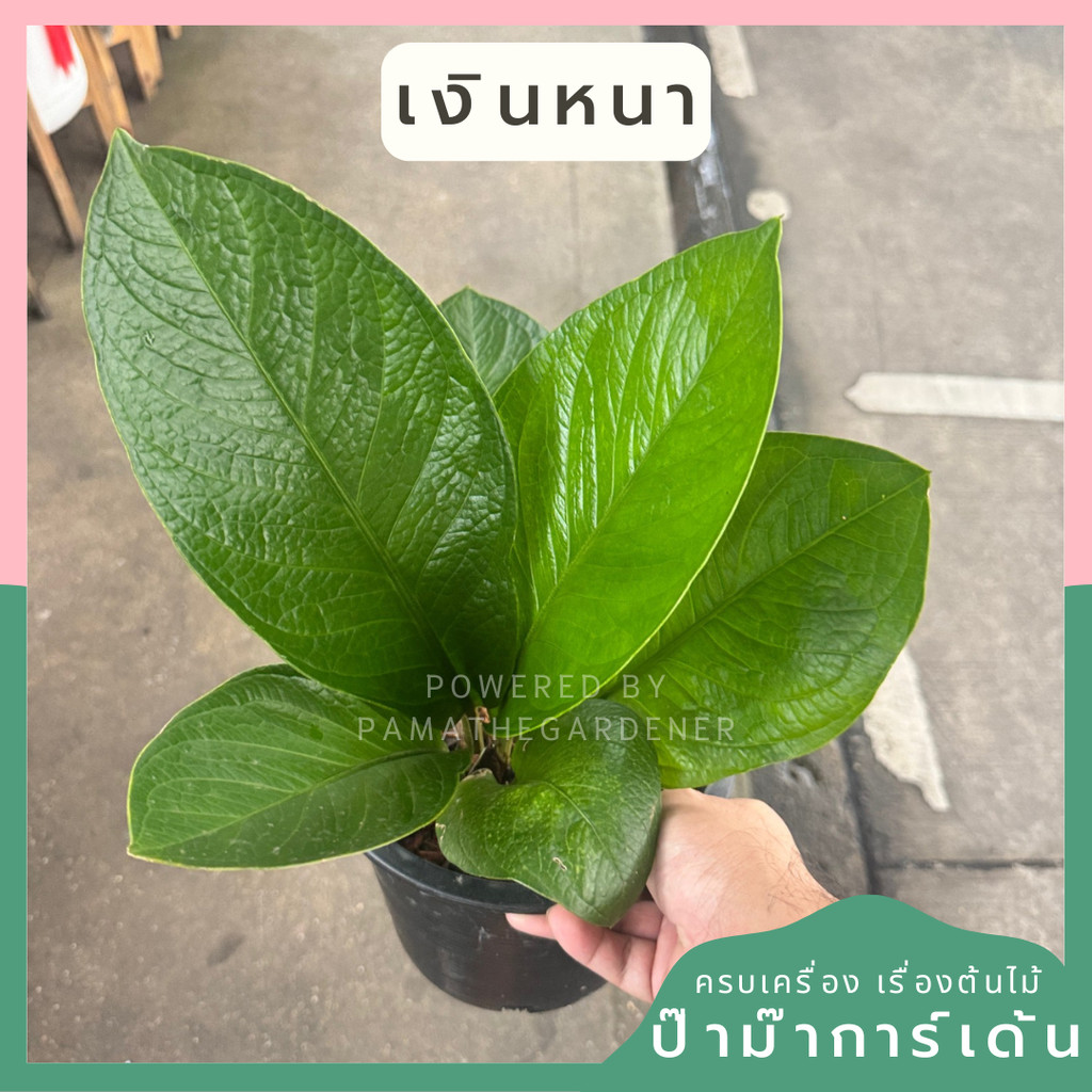 เศรษฐีเงินหนา ส่งพร้อมกระถาง 8 นิ้ว