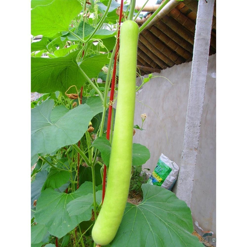 เมล็ดพันธุ์น้ำเต้ายาว บรรจุ 25 เมล็ด Long Bottle Gourd Seed เมล็ดพันธุ์ผัก ผักสวนครัว ผักออร์แกนิก ปลูกผัก สวนครัว โตไว - รูปที่ 4