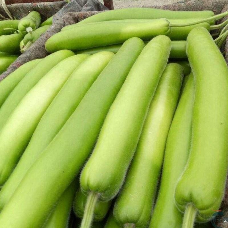 เมล็ดพันธุ์น้ำเต้ายาว บรรจุ 25 เมล็ด Long Bottle Gourd Seed เมล็ดพันธุ์ผัก ผักสวนครัว ผักออร์แกนิก ปลูกผัก สวนครัว โตไว - รูปที่ 5