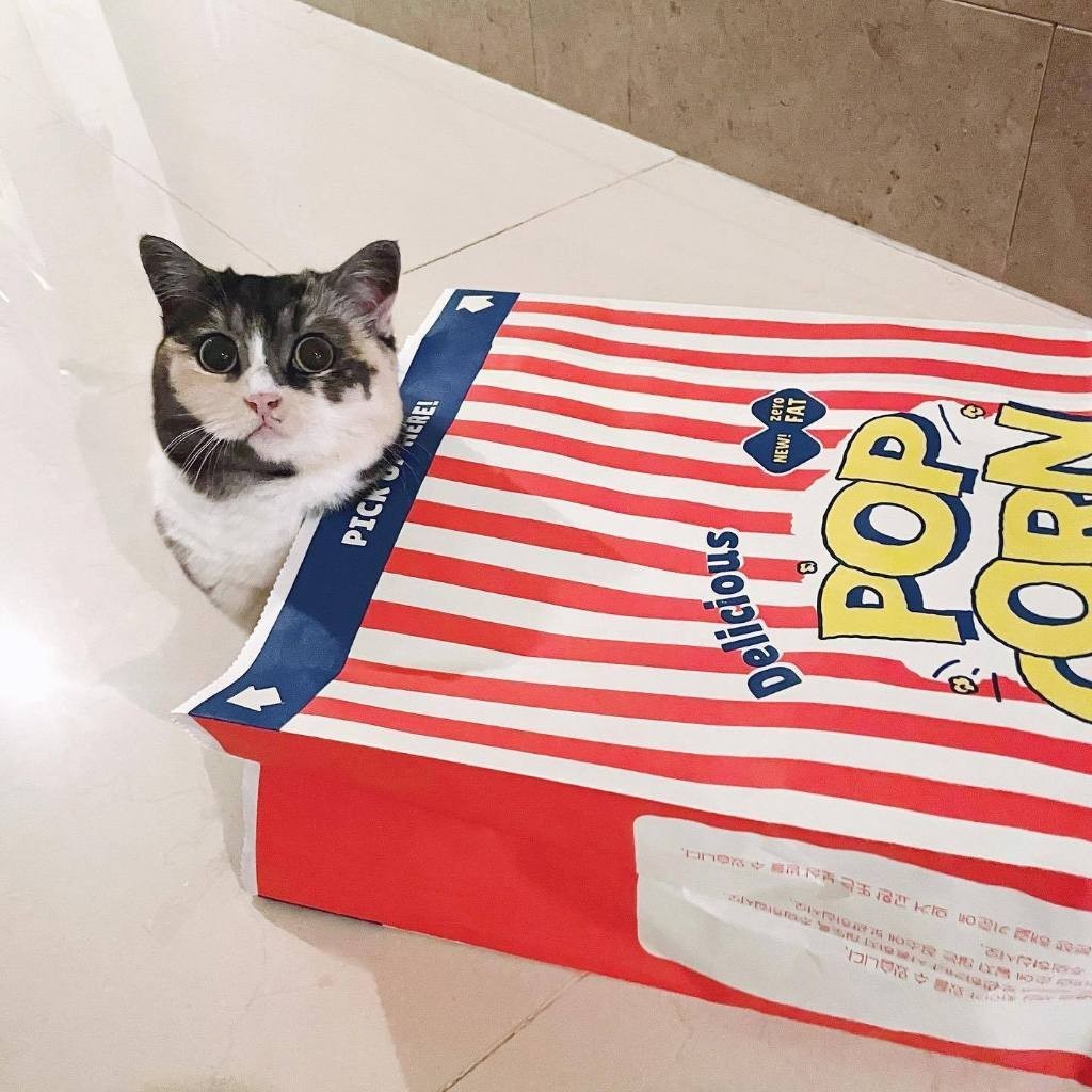 ถุงแมวมุด ถุงป๊อปคอร์น ของเล่นแมว Popcorn Peek-a-Boo Bag