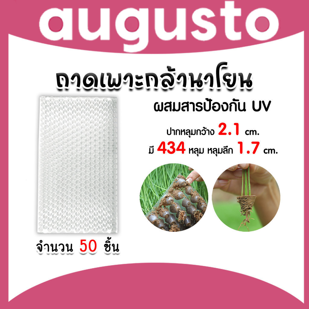 ถาดเพาะกล้านาโยน 434 หลุม แพ็ค 50 ชิ้น ถาดนาโยน ถาดเพาะปลูก ถาดเพาะกล้า ถาดเพาะนาโยน เพาะกล้านาโยน ก