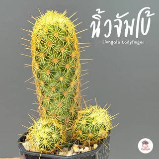 รวมนิ้ว Mammillaria elongata หลายสายพันธุ์ ส่งทั้งกระถาง cactus&succulent