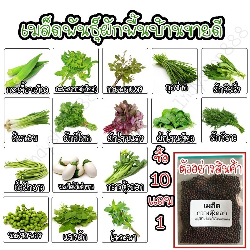 [10แถม1คละได้] เมล็ดผักพื้นบ้าน ขายดี เมล็ดพันธ์พืช กระเจี๊ยบเขียว ผักโขม ฝักยาว กระเพรา โหระพา ถั่วพู ผักชีลาว