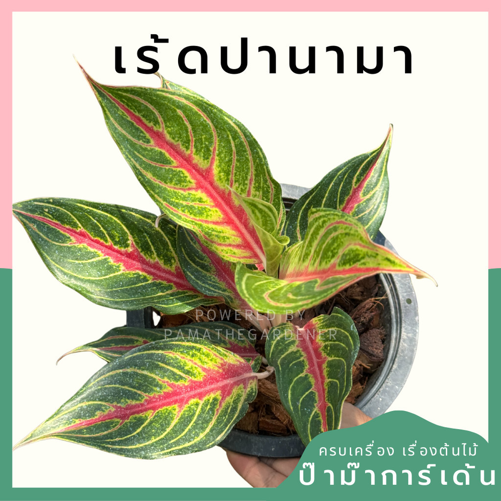 อโกลนีม่า เร้ดปานามา Aglaonema sp. ' Red panama '