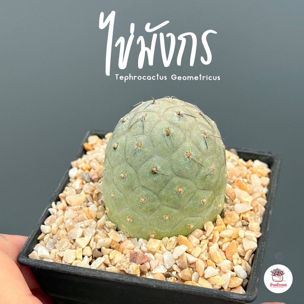 พร้อมส่ง❗ ไข่มังกร แคคตัสไข่มังกร (tephrocactus geometricus) หน่อเด็ดสด กระบองเพรช