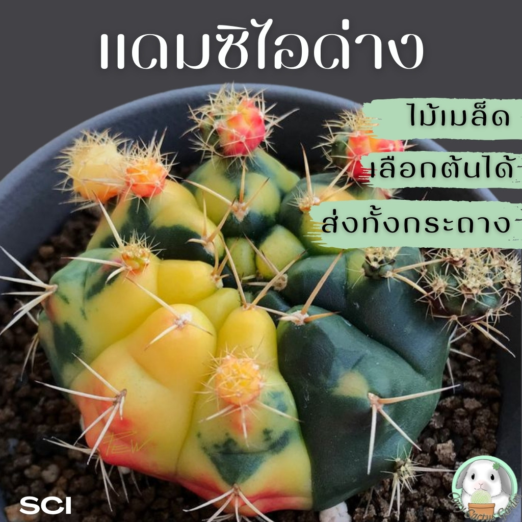 ต้นยิมโนแดมสิไอด่าง (( เลือกต้นได้ )) ส่งทั้งกระถาง ( ต้นกระบองเพชร Gymnocalycium damsii )🌵แคคตัส🌵 SET SCI