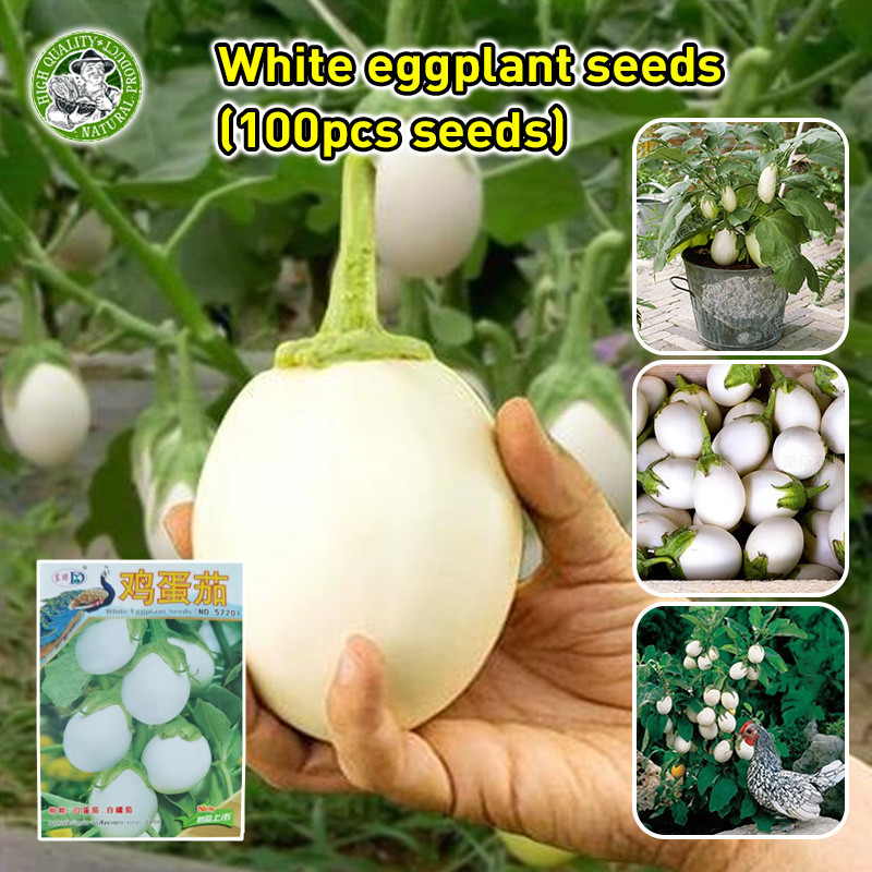 ปลูกง่าย เมล็ดมะเขือไข่เต่าขาว High Yield White Eggshape Eggplant Seeds Round Eggplant Seeds Vegetab