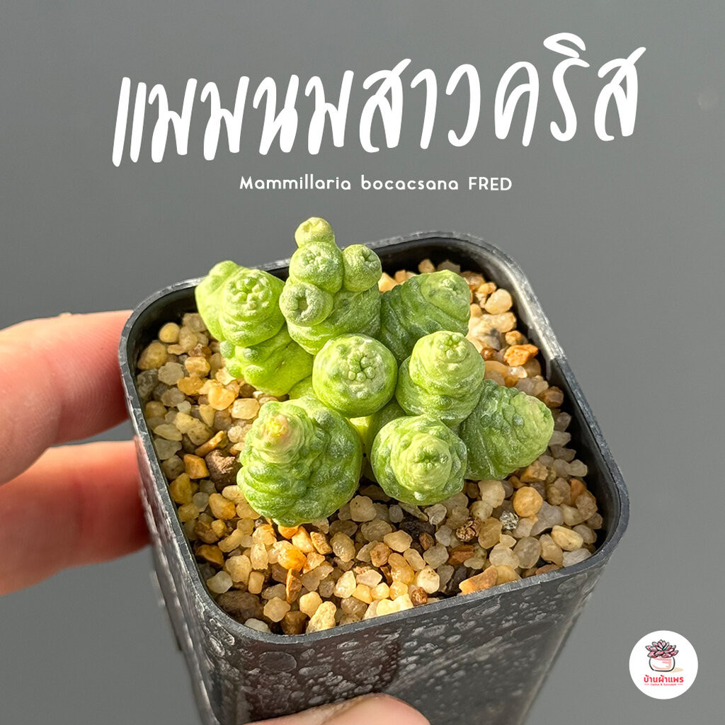 แมมนมสาวคริส Mammillaria bocacsana monstruosa FRED แคคตัส กระบองเพชร cactus&succulent