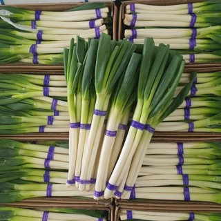 ต้นหอมญี่ปุ่น สดใหม่คัดเกรด พร้อมส่ง