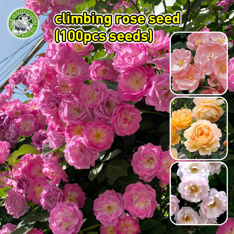 ปลูกง่าย สินค้าดี มีคุณภาพ เมล็ดพันธุ์ กุหลาบเลื้อย Colorful Climbing Rose Seeds Flower Seeds Climbi