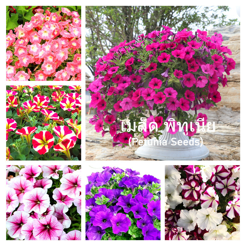 เมล็ด พิทูเนีย เมล็ดดอกไม้ Mixed Petunia Flower Seeds Morning Glory บรรจุ 1000 เมล็ด แขวนดอกไม้ ไม้ป