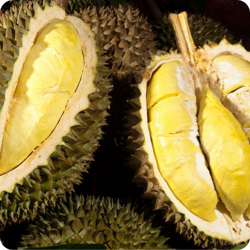 🌳ต้นทุเรียนแคระอินโด 🌳เนื้อสีเหลือง รสหวานเข้ม ต้นกล้าเสียบยอด ความสูง 60-80ซม🌳 - รูปที่ 2