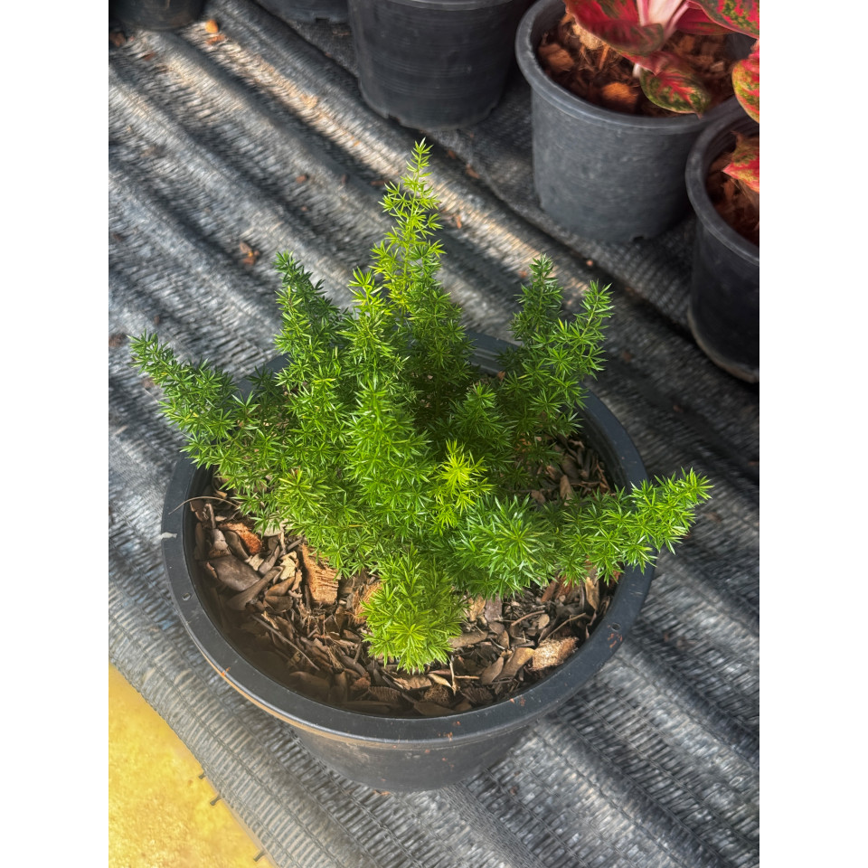 มุมมอง 4